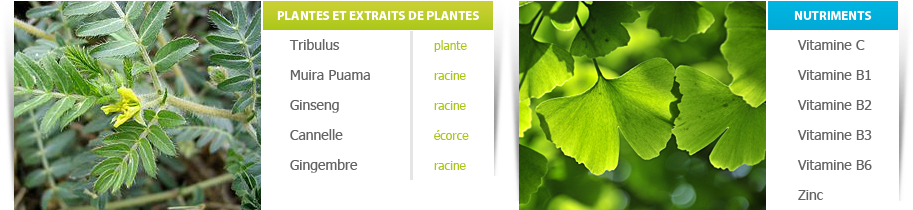 Les plantes utilisées par MalePerf